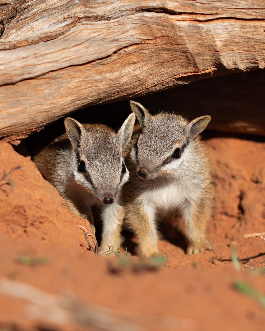 Australian Wildlife Conservancy Prise Op Shop